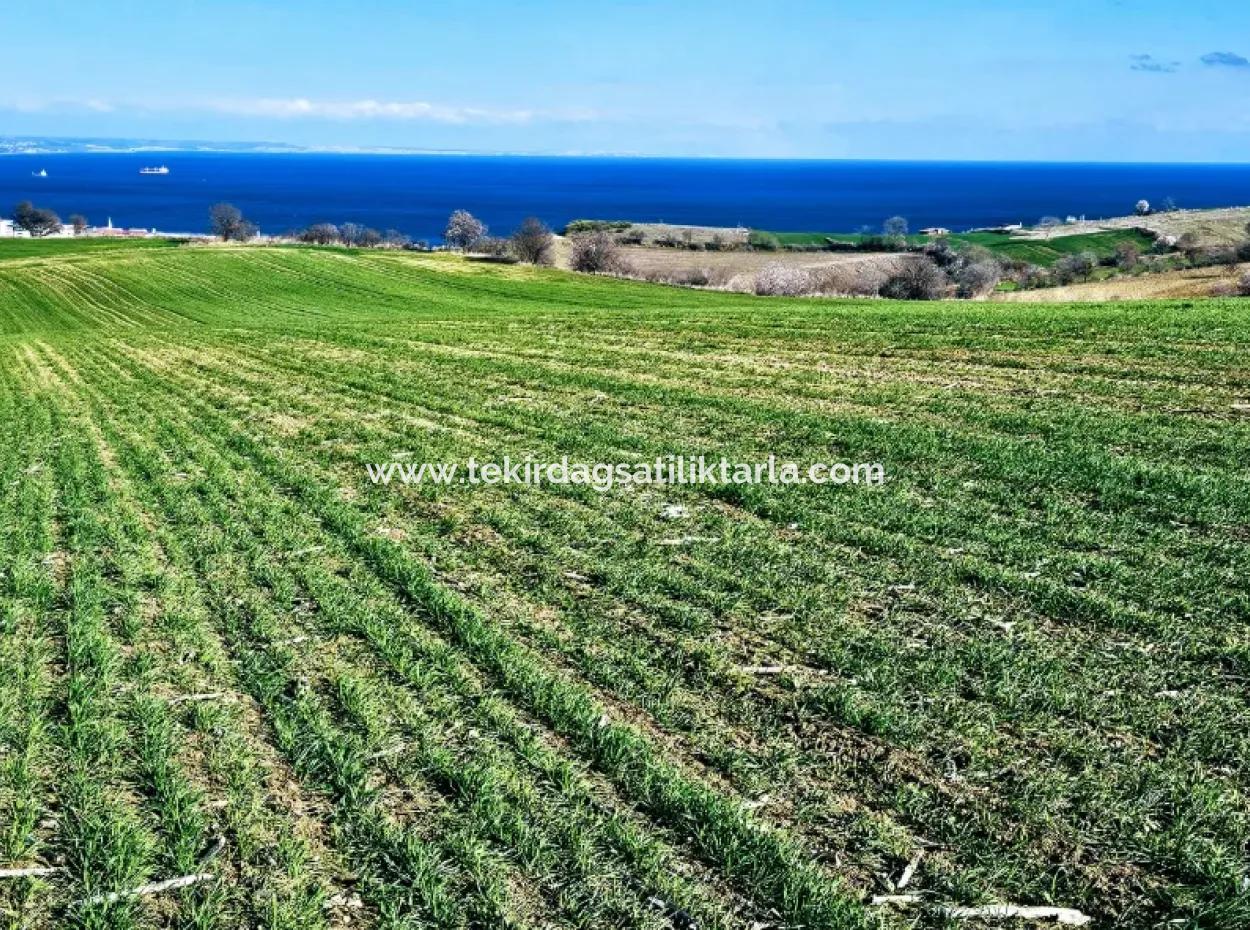 İstanbula En Yakın Bölge Tekirdağ Barbarost Full Deniz Ve Doğa Manzaralı 75 Adet Lüxs Villa Lar Yapmaya Uygun 34.500 Fırsat İmarlı Arazi