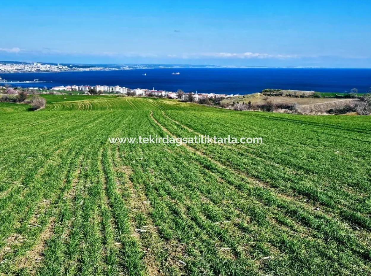 İstanbula En Yakın Bölge Tekirdağ Barbarost Full Deniz Ve Doğa Manzaralı 75 Adet Lüxs Villa Lar Yapmaya Uygun 34.500 Fırsat İmarlı Arazi
