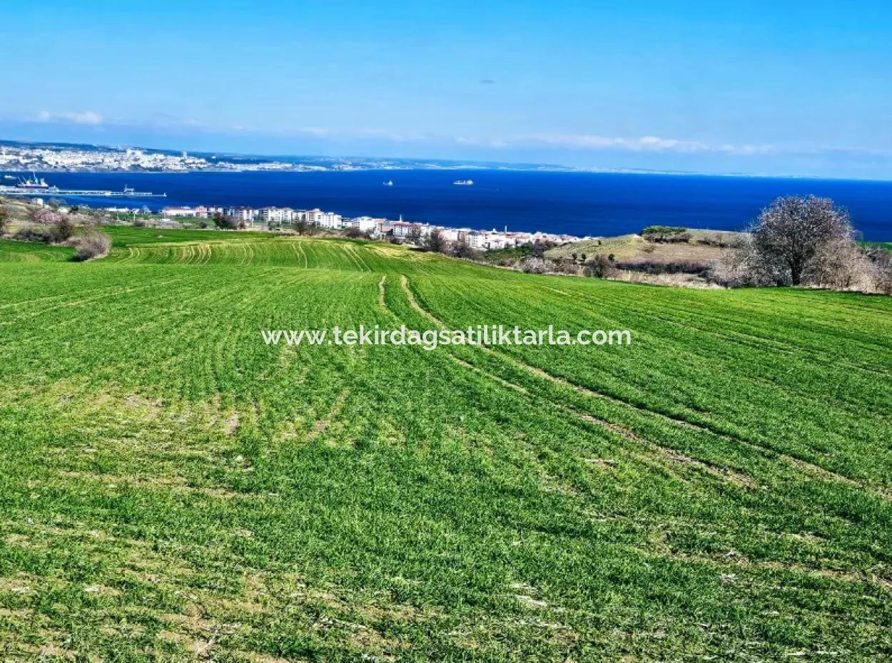 İstanbula En Yakın Bölge Tekirdağ Barbarost Full Deniz Ve Doğa Manzaralı 75 Adet Lüxs Villa Lar Yapmaya Uygun 34.500 Fırsat İmarlı Arazi