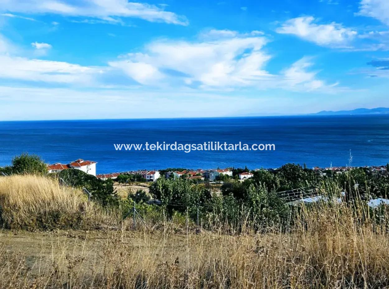 Tekirdağ Barbarosta Acil Satılık Full Deniz Manzaralı Kooparetif Site Yapımına Uygun 3.300 M2 Net Arsa
