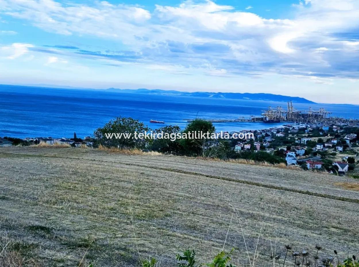 Tekirdağ Barbarosta Acil Satılık Full Deniz Manzaralı Kooparetif Site Yapımına Uygun 3.300 M2 Net Arsa