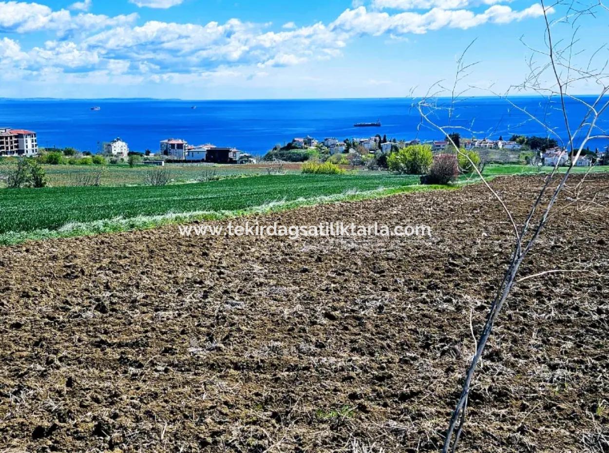 Tekirdağ Barbarosta Acil Satılık Lüxs Proje Uygula Full Deniz Ve Doğa Manzarasıyla Harika Koopretif Site Yap. Yüksek Kazanç Garantisi