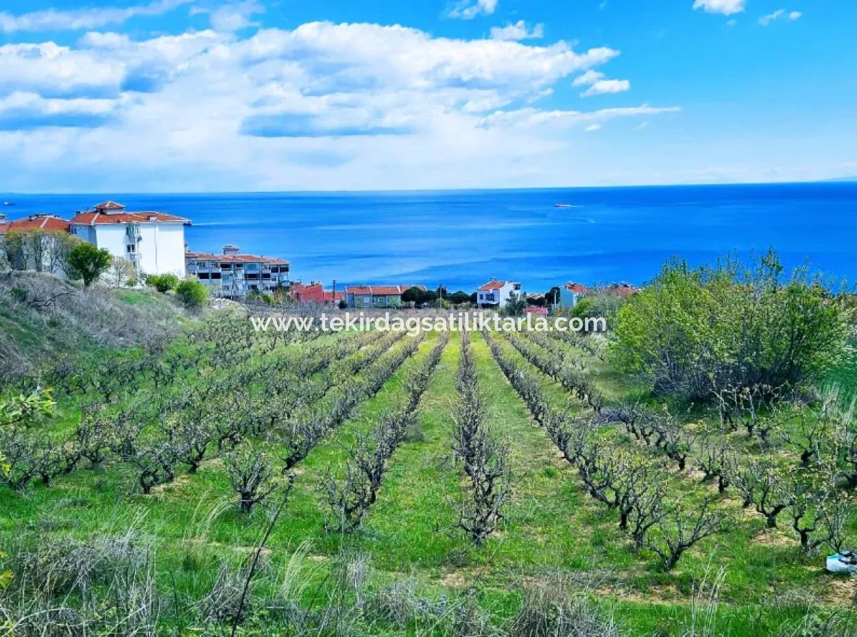 Full Deniz Ve Doğa Manzara Alt Yapı Hazır Lüxs 45 Dairelik Kooparetif Ve Site Yapmaya Uygun Kupon Arazi