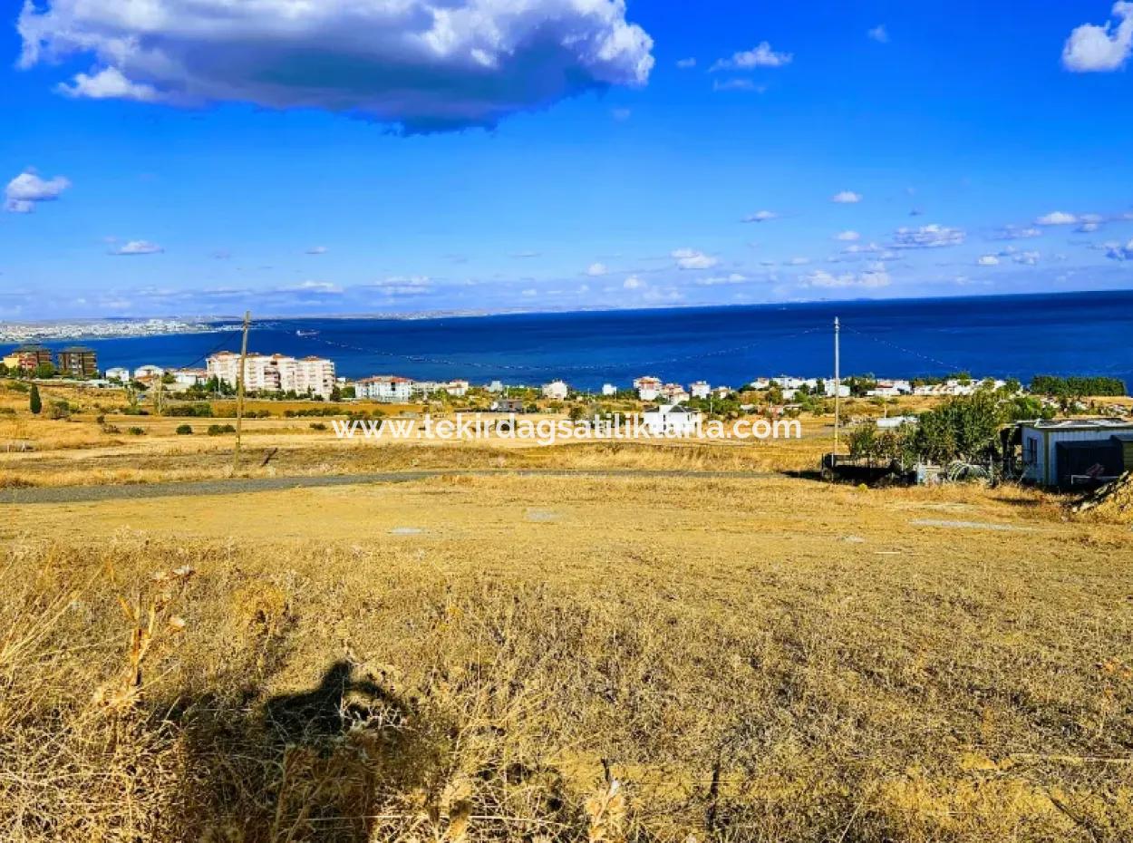 Tekirdağ Barbarosta Acil Satılık Full Deniz Manzaralı Kupon Arsa