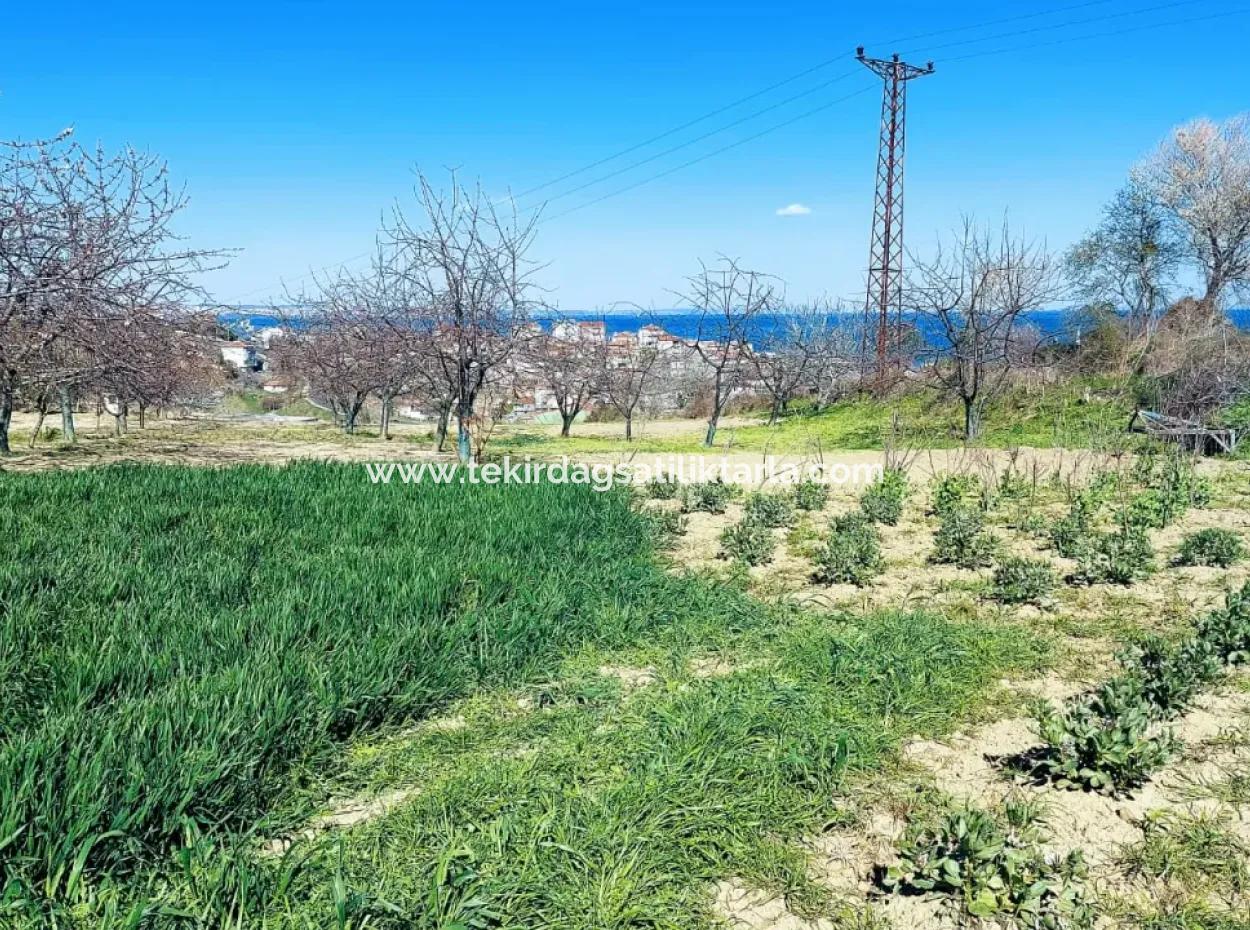 Yatırım Fırsatı: Tekirdağ Barbaros Satılık 615 M2 Köşe Arsa - Acil Satılık, Deniz Ve Doğa Manzaralı, %30 İmarlı
