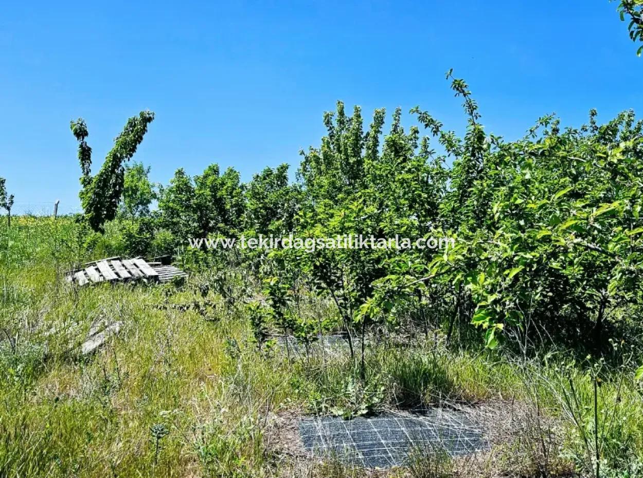 Acil Satılık Hayelinizdeki Çiftlği Kurmak İçin Harika Bir Fırsat 2.600 Dönüm Mera Cepheli