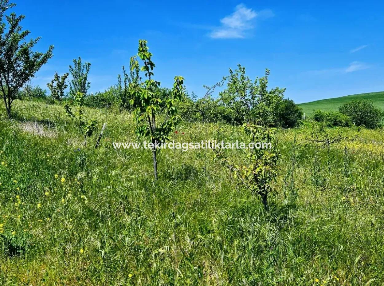 Acil Satılık Hayelinizdeki Çiftlği Kurmak İçin Harika Bir Fırsat 2.600 Dönüm Mera Cepheli