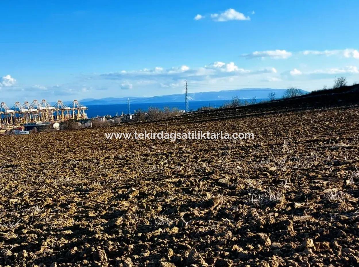 Tekirdağ'ın Süleymanpaşa Barbaros Mevkisinde Bulunan Eşsiz 17.800 M2 Konut İmarlı Arsa
