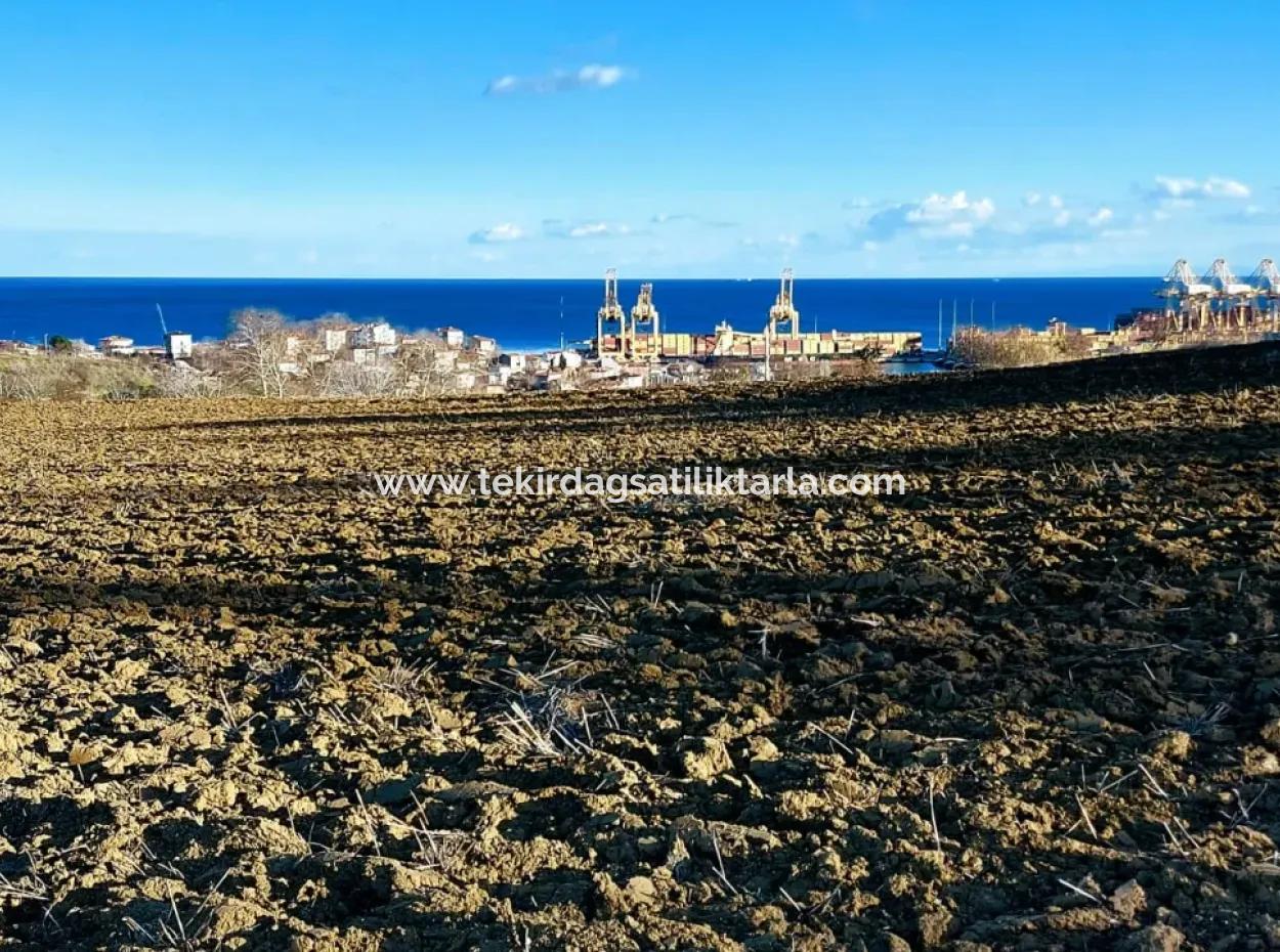 Tekirdağ Süleymanpaşa Barbaros Asyaport Limanına Çok Yakın  Konut İmarlı 17.500 M2 Satılık Tarla