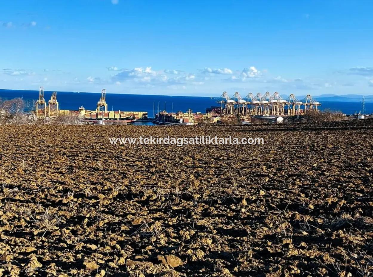 Tekirdağ'ın Süleymanpaşa Barbaros Mevkisinde Bulunan Eşsiz 17.800 M2 Konut İmarlı Arsa