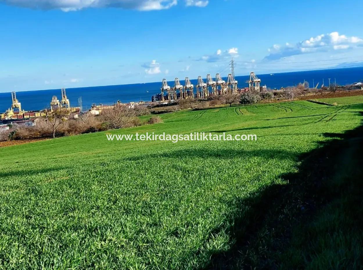 Tekirdağ Barbaros Asyaport Limanına Yakın 17 980 M2 Satılık Tarla