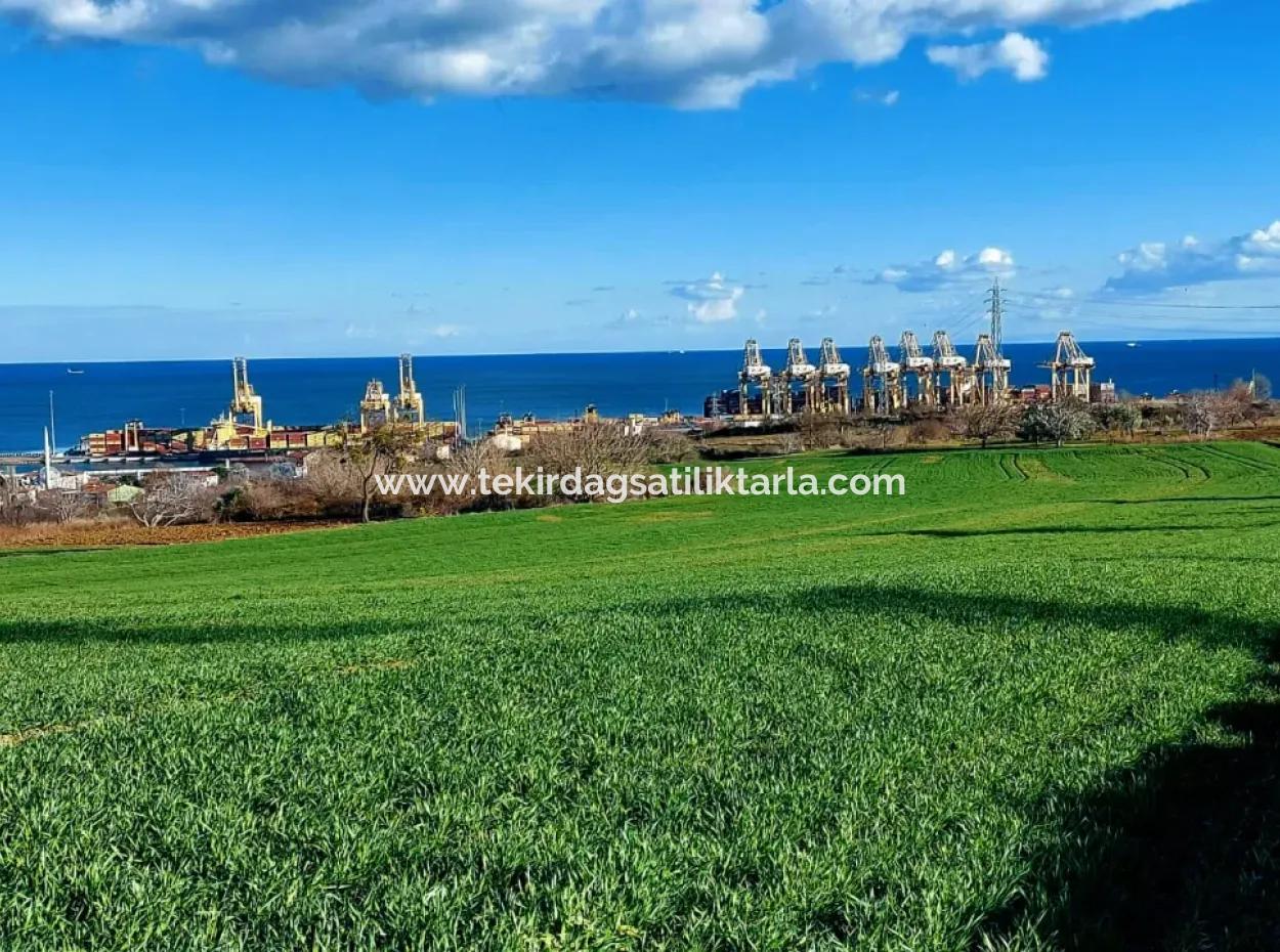 Tekirdağ Barbaros Asyaport Limanına Yakın 17 980 M2 Satılık Tarla
