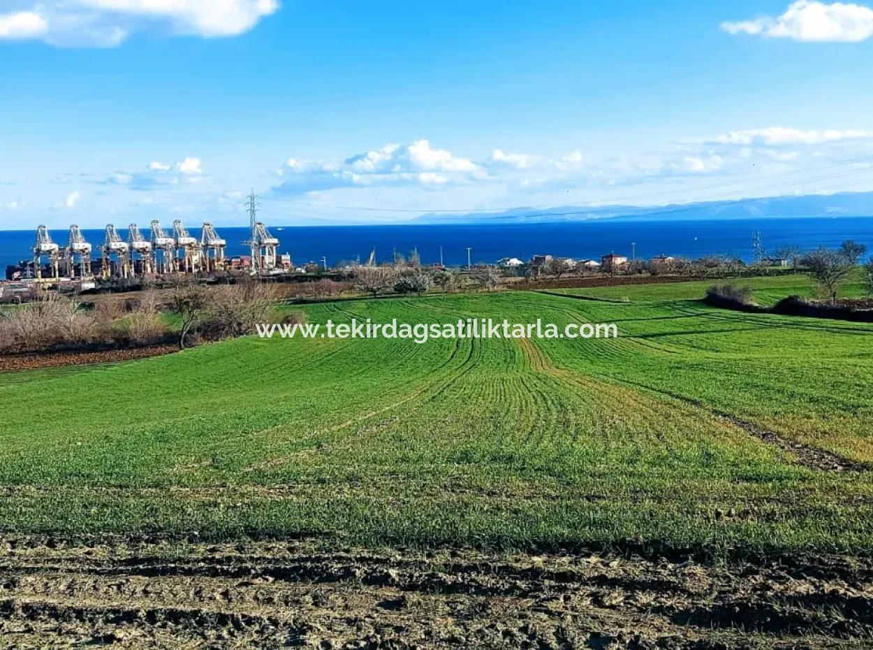 Tekirdağ Barbaros Asyaport Limanına Yakın 17 980 M2 Satılık Tarla