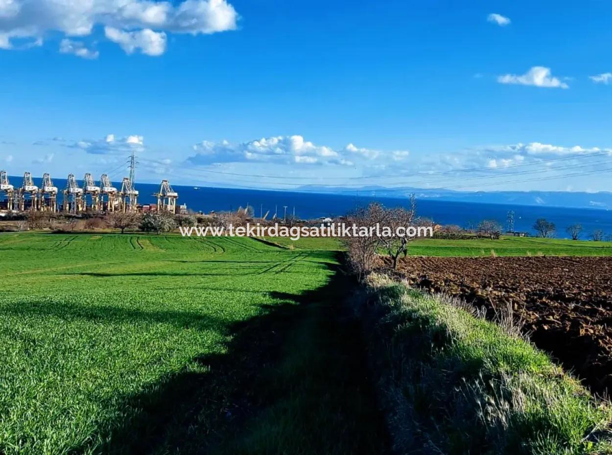 Tekirdağ Barbaros Asyaport Limanına Yakın 17 980 M2 Satılık Tarla
