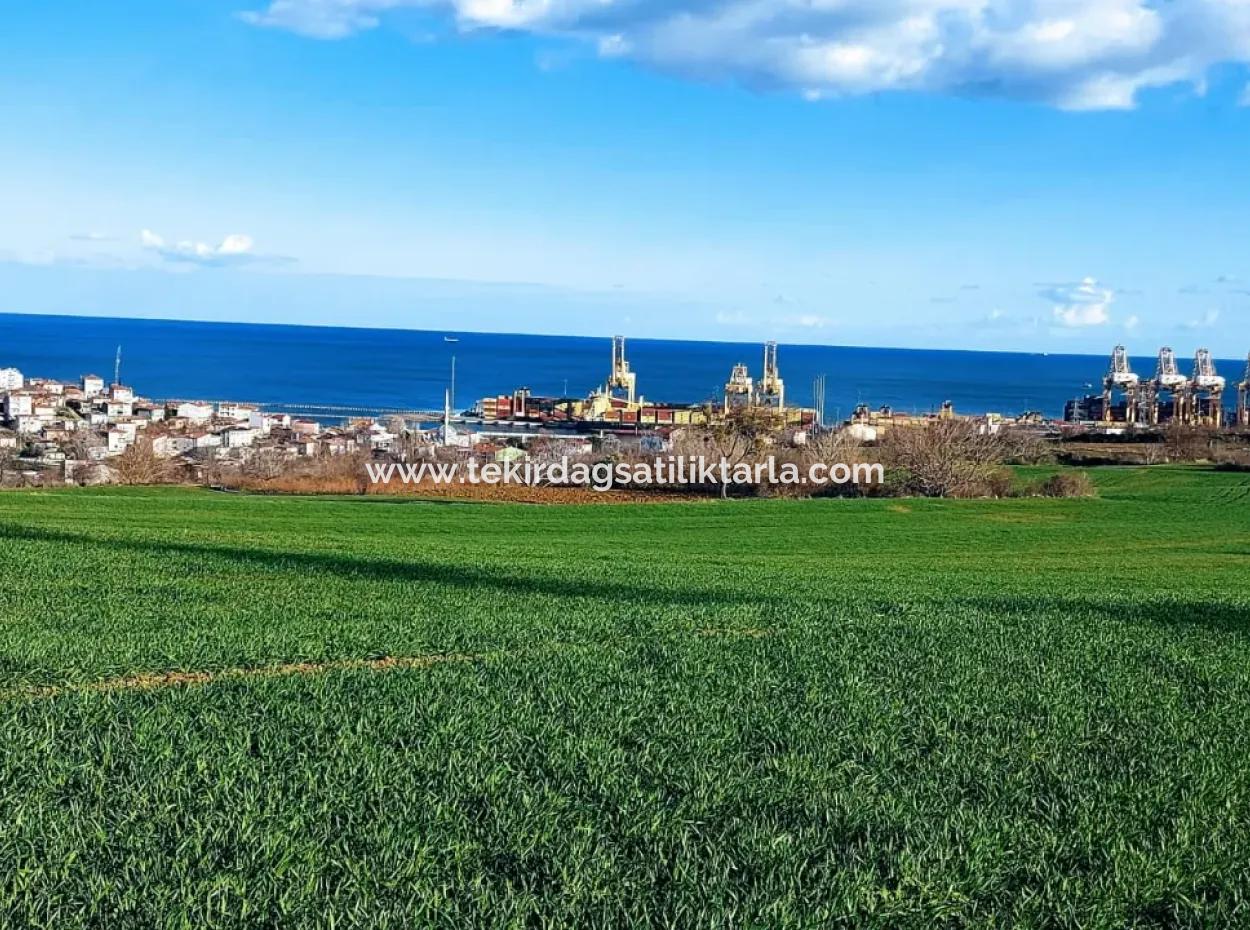 Tekirdağ Barbaros Asyaport Limanına Yakın 17 980 M2 Satılık Tarla