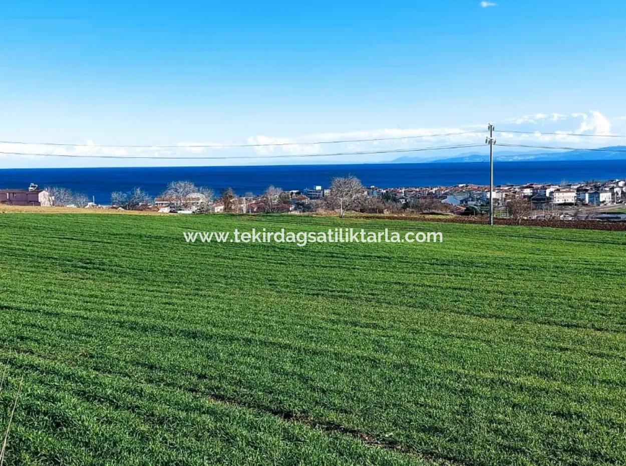 Tekirdağ Süleymanpaşa Barbaros'ta Bulunan Bu 11.100 M2 Konut İmarlı Arazi, Harika Bir Konumda Yer Alıyor.