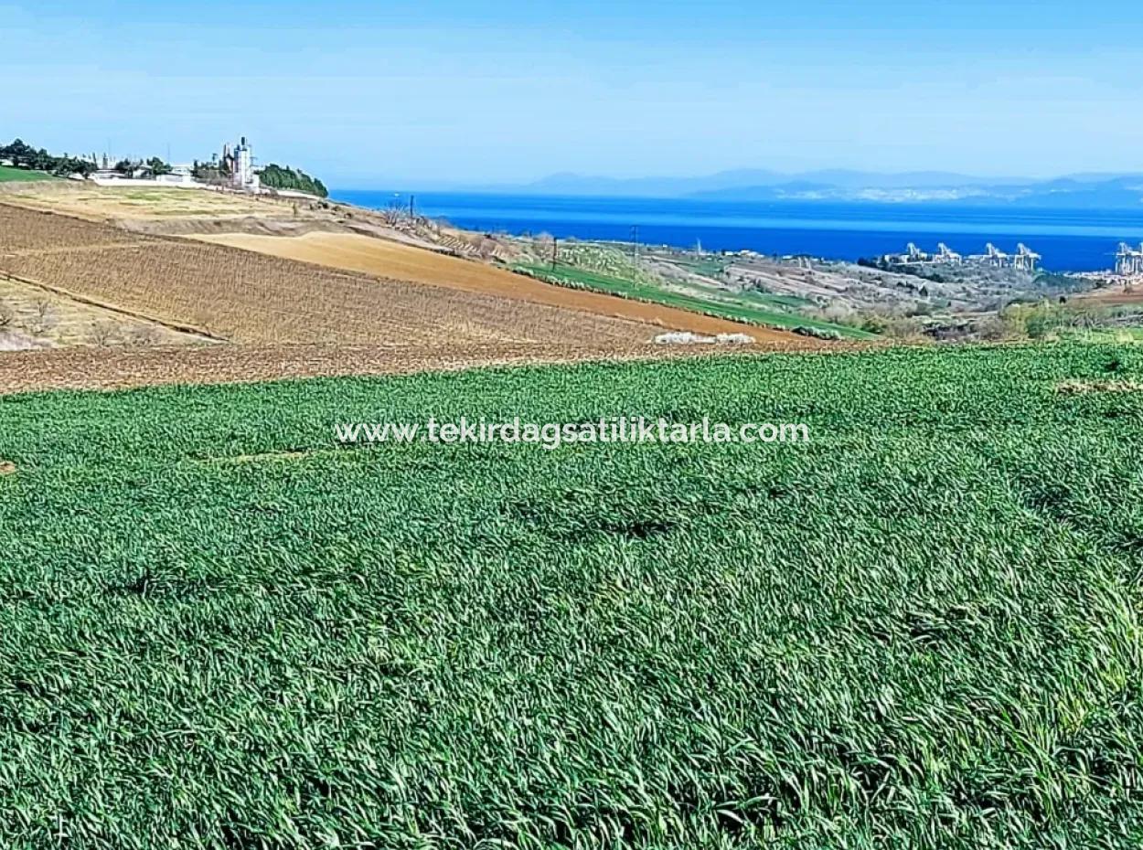 Tekirdağ'ın Nusuratlı Mevkisinde 19.500 Metrekarelik Ticari Ve Sanayi Alanında Satılık Tarla
