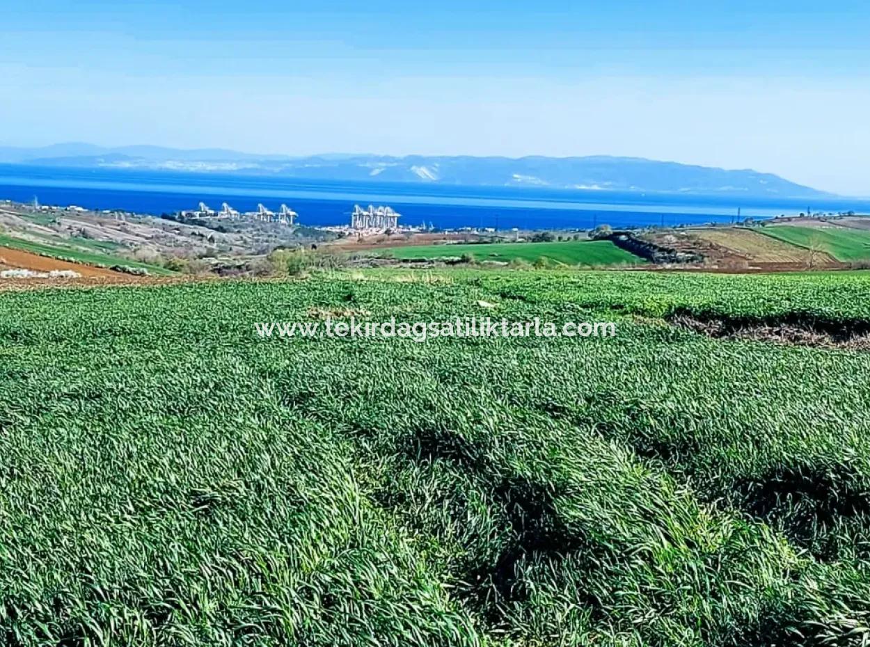 Tekirdağ Süleymanpaşa Nusratlı Asyaport Limanı Mevcut İmar Planı İçinde Satılık Tarla