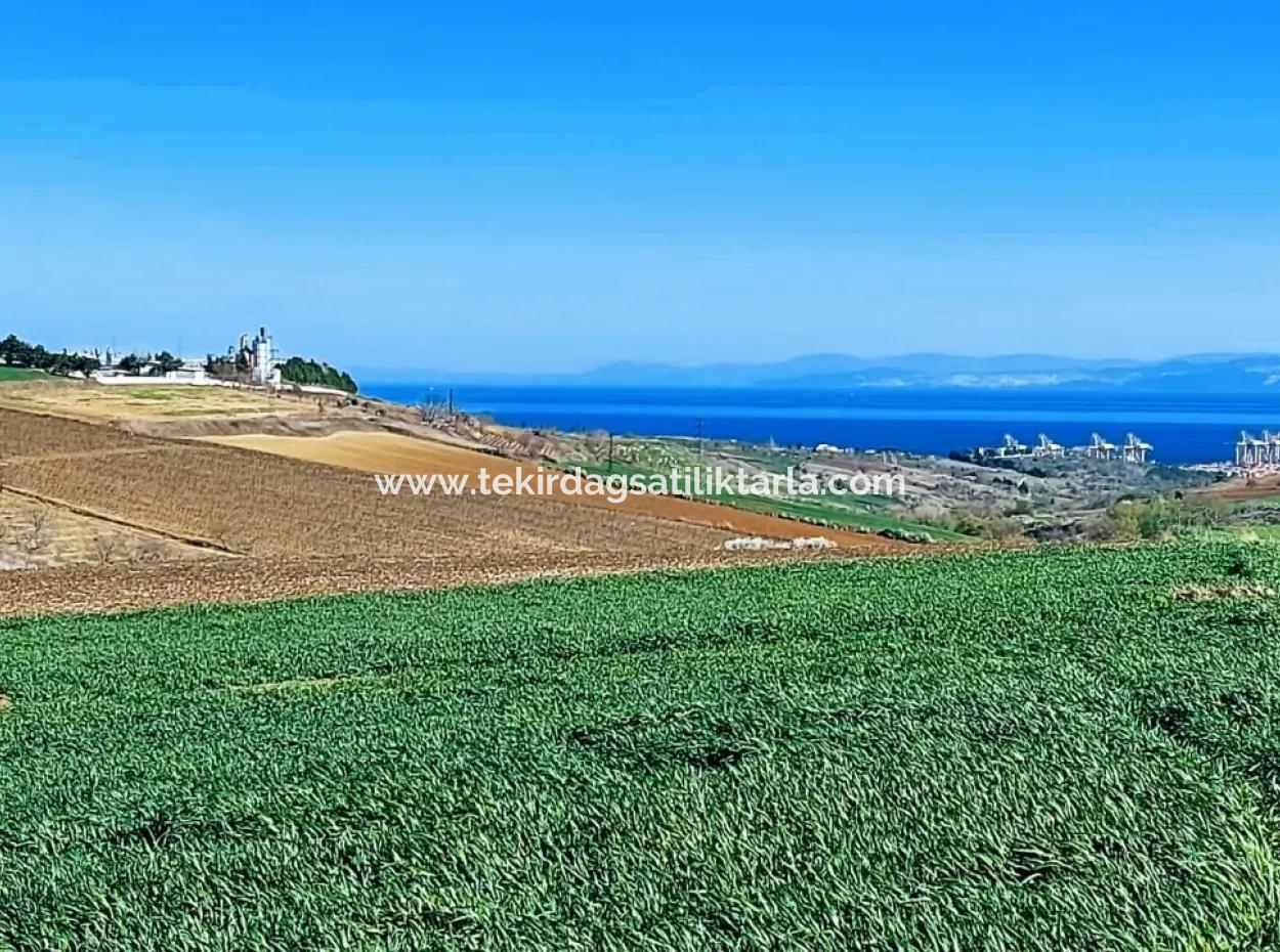 Tekirdağ'ın Nusuratlı Mevkisinde 19.500 Metrekarelik Ticari Ve Sanayi Alanında Satılık Tarla