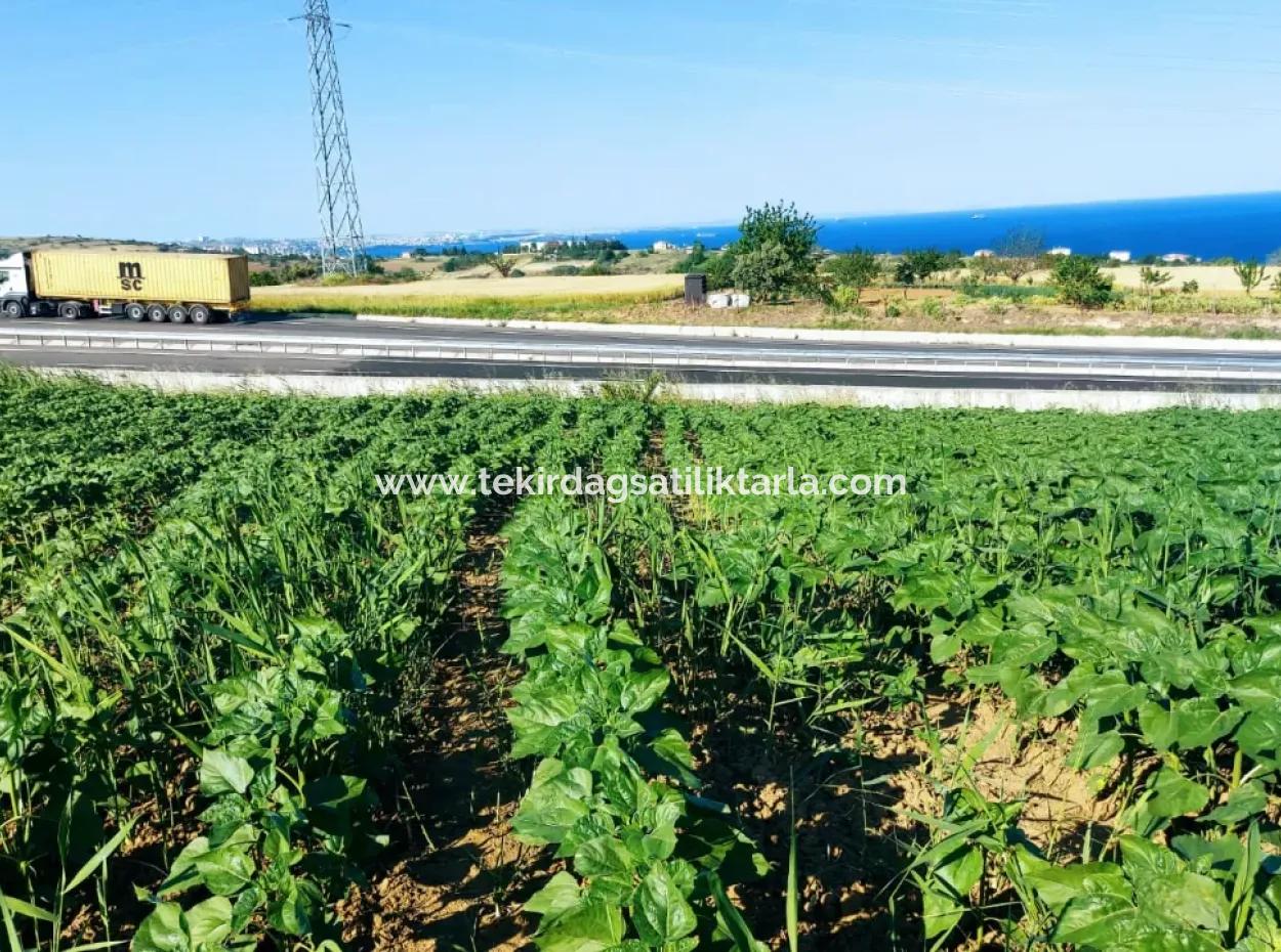 Asyaport Liman Yoluna Cepheli Mevcut İmar Planı İçinde ( Ticari & Sanai Alanı )