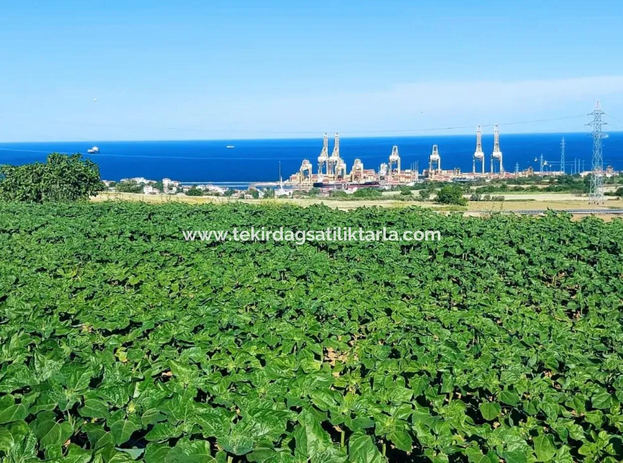 Tekirdağ Barbaros'ta Bulunan 17,980 M2 Arsa, Asyaport Liman Yolu'na Cepheli Konumdadır.