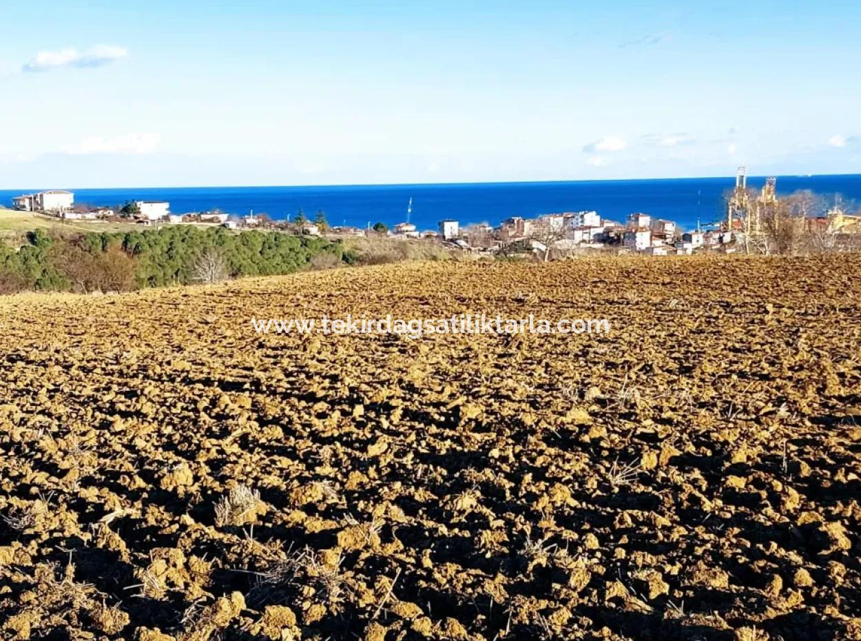 Tekirdağ Barbaros Asyaport Limanına Yakın, Muazzam Manzaralı 17.100 M2 Konut İmarlı Tarla