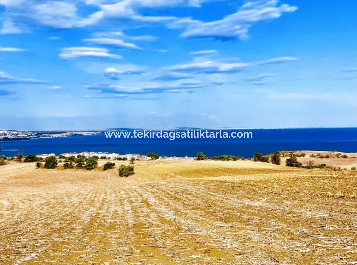 Tekirdağ Barbaros'ta Full Deniz Ve Doğa Manzaralı, 34 Dönüm Villa İmarlı Yatırım Fırsatı!