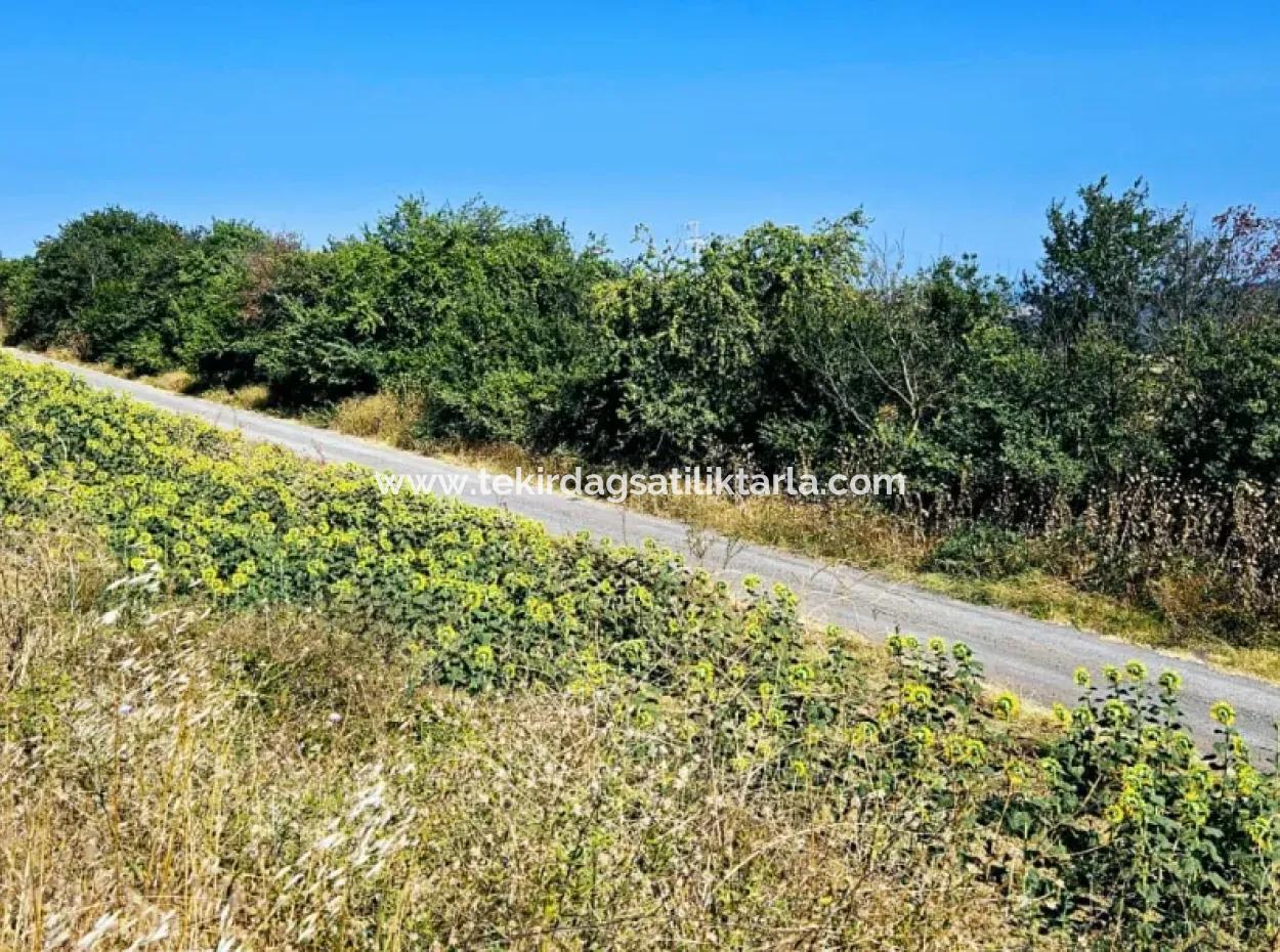 Tekirdağ Aşağkılıçlı Mah. Anayol Cepheli 2.340 M2 Al - Sata Uygun Yüksek Kazanç Vaaed Eden Acil Satılık Kupon Tarla