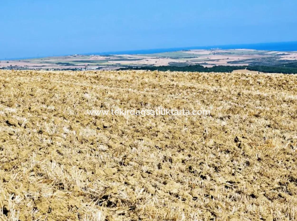Tekirdağ Aşağkılıçlı Mah. Anayol Cepheli 2.340 M2 Al - Sata Uygun Yüksek Kazanç Vaaed Eden Acil Satılık Kupon Tarla