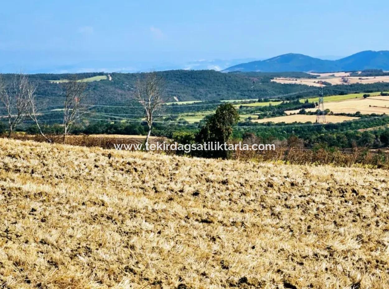 Tekirdağ Aşağkılıçlı Mah. Anayol Cepheli 2.340 M2 Al - Sata Uygun Yüksek Kazanç Vaaed Eden Acil Satılık Kupon Tarla