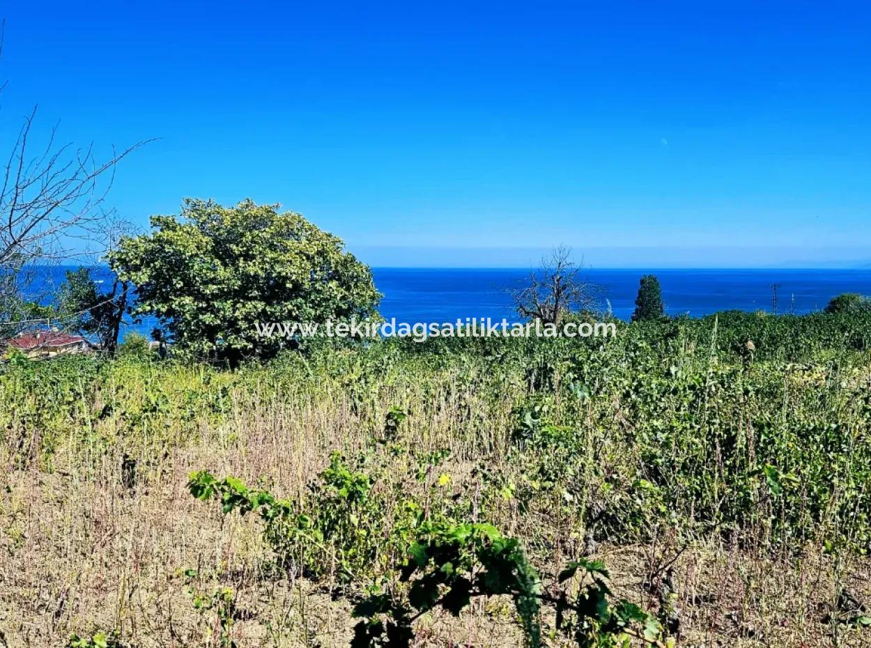 Tekirdağ Barbarosta Acil Satılık 4 Tarafı Yol Cephe Tatırımlık Yer Arayanlar İçin Kaçırılmayacak Fırsat