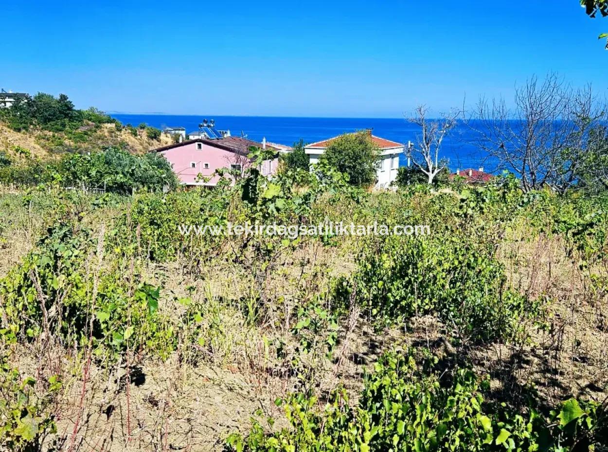 Tekirdağ Barbarosta Acil Satılık 4 Tarafı Yol Cephe Tatırımlık Yer Arayanlar İçin Kaçırılmayacak Fırsat