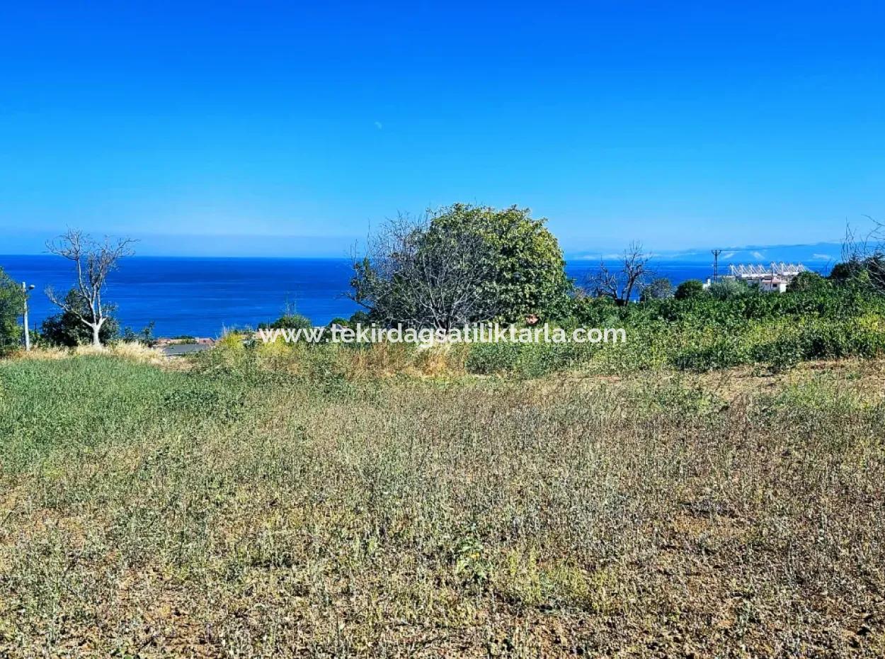 Tekirdağ Barbarosta Acil Satılık 4 Tarafı Yol Cephe Tatırımlık Yer Arayanlar İçin Kaçırılmayacak Fırsat