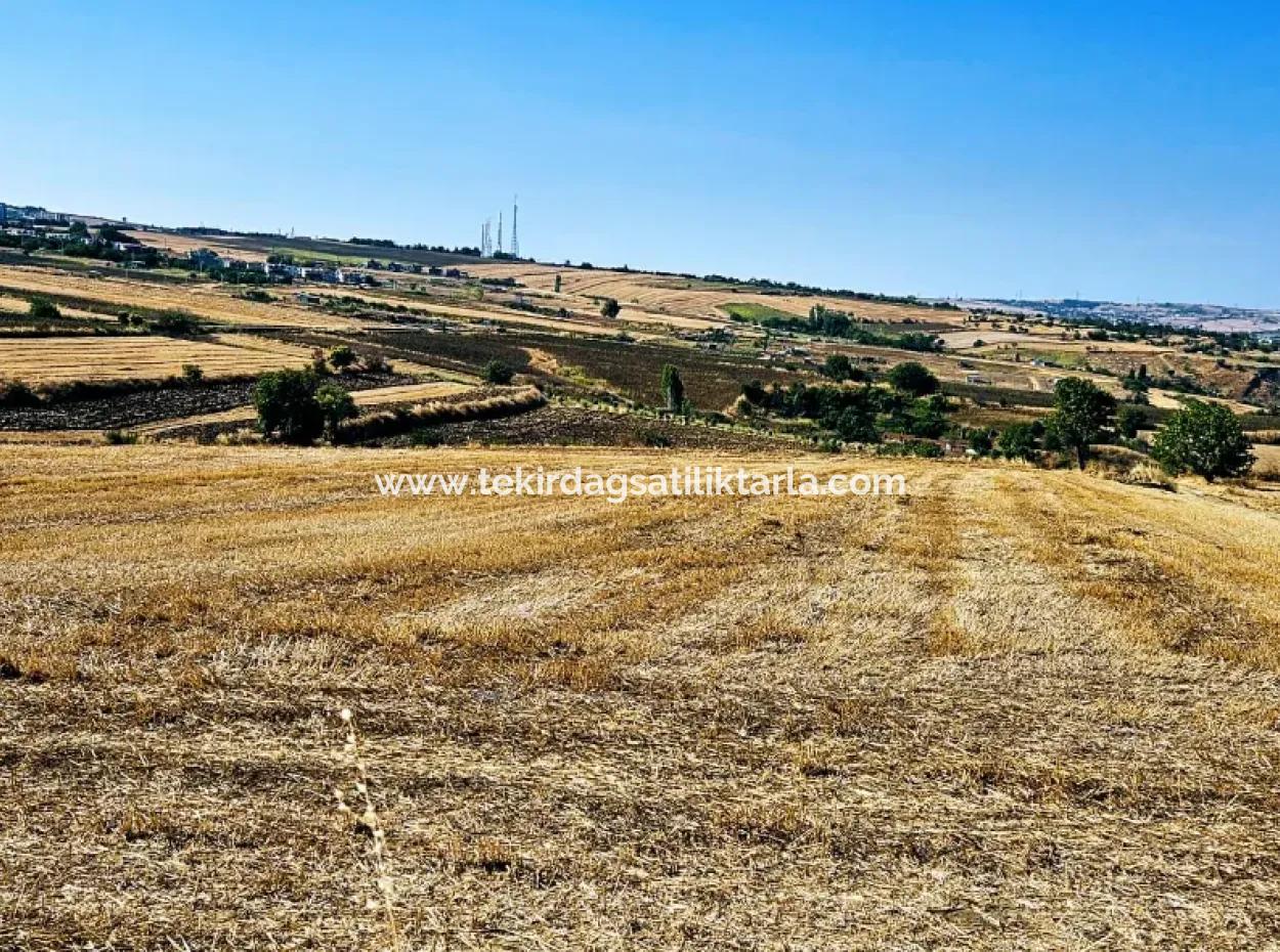Tekirdağ Barbarosta Acil Satılık 2.650 M2 Villa İmarlı Yatırıma Uygun Kupon Tarla