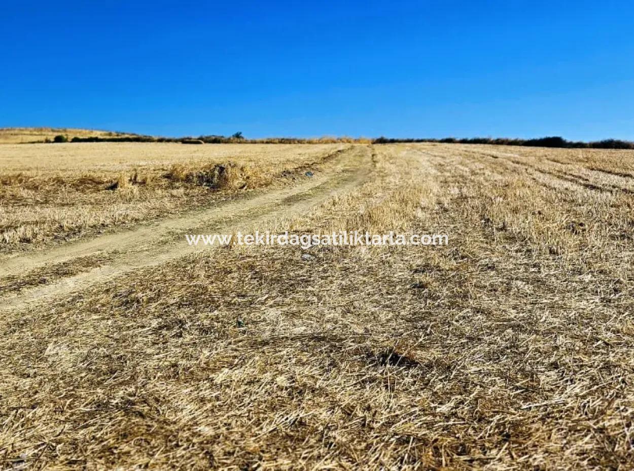 Tekirdağ Barbarosta Acil Satılık 2.650 M2 Villa İmarlı Yatırıma Uygun Kupon Tarla