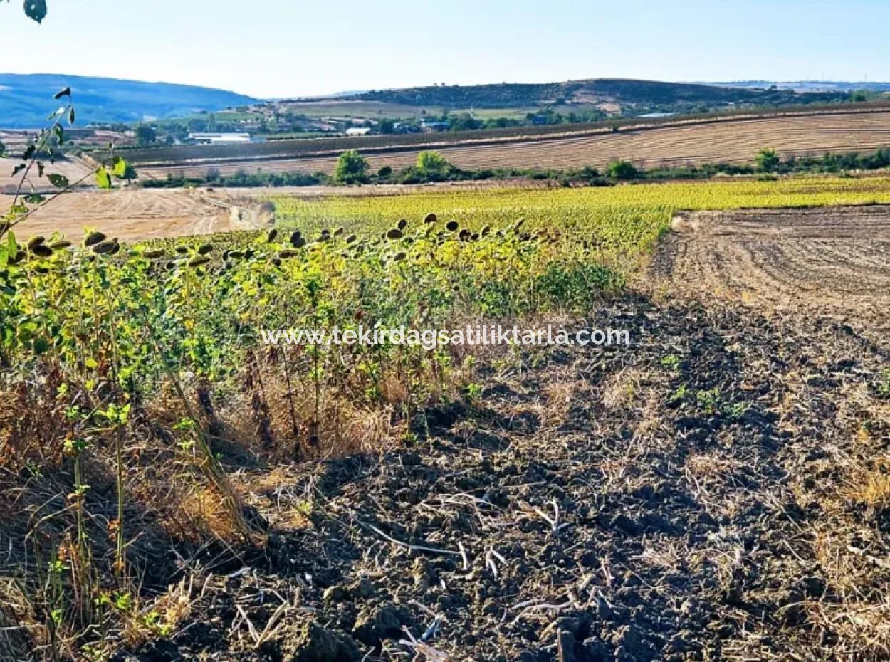 Asyaport Limanı Mevcut İmara Çok Yakın Acil Satılık 17.350 M2 Kelepir Yatırımlık Kupon Tarla