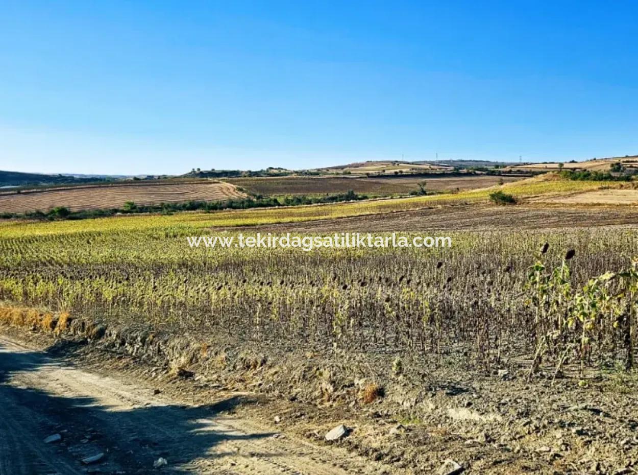 Asyaport Limanı Mevcut İmara Çok Yakın Acil Satılık 17.350 M2 Kelepir Yatırımlık Kupon Tarla