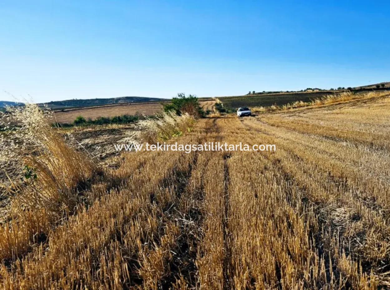 Asyaport Limanı Mevcut İmara Çok Yakın Acil Satılık 17.350 M2 Kelepir Yatırımlık Kupon Tarla
