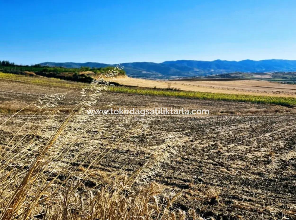 Asyaport Limanı Mevcut İmara Çok Yakın Acil Satılık 17.350 M2 Kelepir Yatırımlık Kupon Tarla