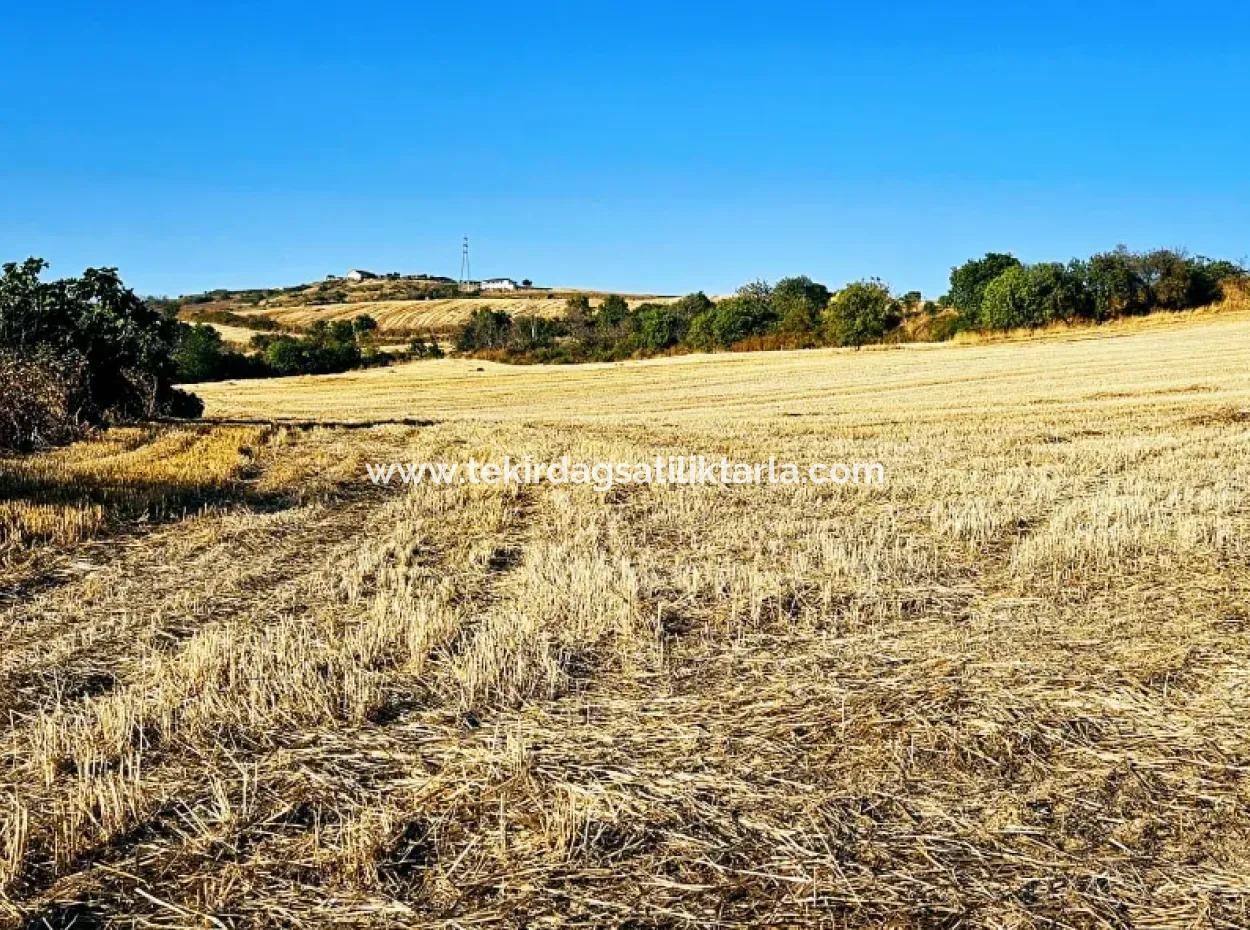 Asyaport Limanı Mevcut İmara Yakın 16.100 Acil Satılık Yatırımlık Kelepir Kupon Tarla