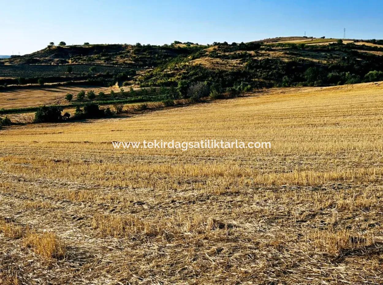 Asyaport Limanı Mevcut İmara Yakın 16.100 Acil Satılık Yatırımlık Kelepir Kupon Tarla