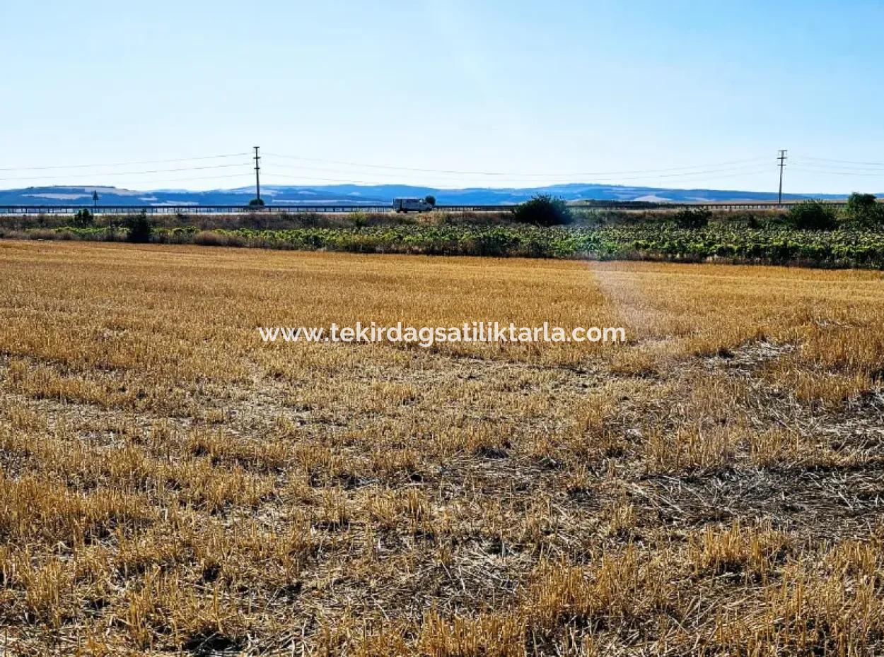 Asyaport Limanı Mevcut İmar Planı İçinde ( Ticari & Sanai ) Alanı Yatırımlık Kupon 8.100 M2 Tarla