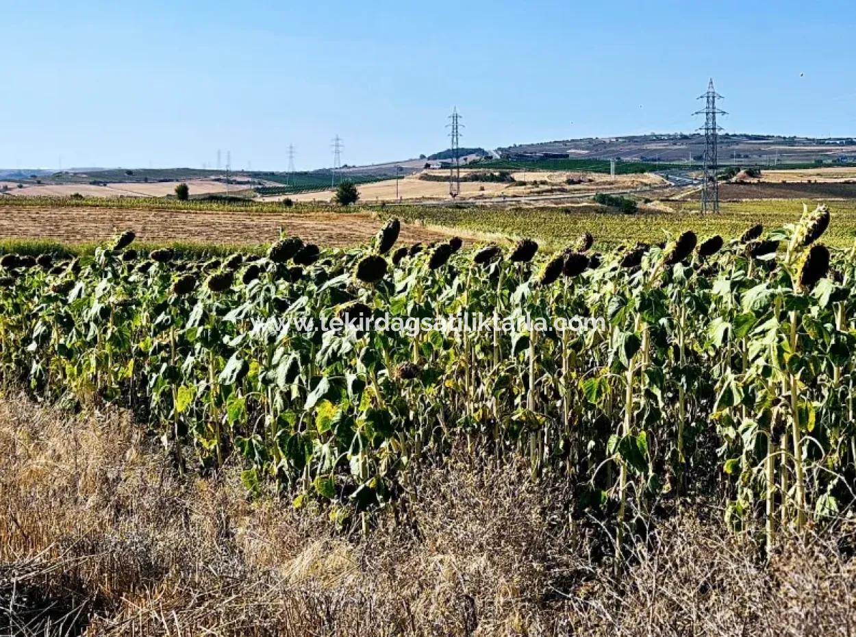 Asyaport Limanı Mevcut İmar Planı İçinde ( Ticari & Sanai ) Alanı Yatırımlık Kupon 8.100 M2 Tarla