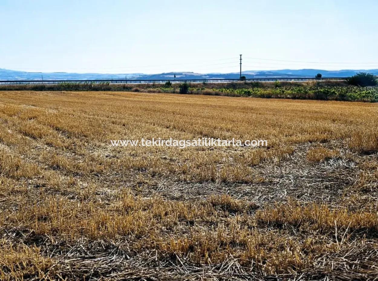 Asyaport Limanı Mevcut İmar Planı İçinde ( Ticari & Sanai ) Alanı Yatırımlık Kupon 8.100 M2 Tarla