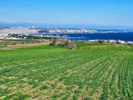 İstanbula En Yakın Bölge Tekirdağ Barbarost Full Deniz Ve Doğa Manzaralı 75 Adet Lüxs Villa Lar Yapmaya Uygun 34.500 Fırsat İmarlı Arazi