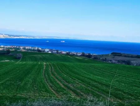 İstanbula En Yakın Bölge Tekirdağ Barbarost Full Deniz Ve Doğa Manzaralı 75 Adet Lüxs Villa Lar Yapmaya Uygun 34.500 Fırsat İmarlı Arazi
