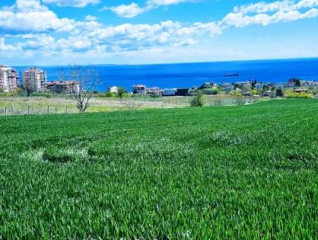 Tekirdağ Barbarosta Acil Satılık Lüxs Proje Uygula Full Deniz Ve Doğa Manzarasıyla Harika Koopretif Site Yap. Yüksek Kazanç Garantisi
