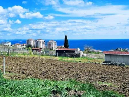 Tekirdağ Barbarosta Acil Satılık Lüxs Proje Uygula Full Deniz Ve Doğa Manzarasıyla Harika Koopretif Site Yap. Yüksek Kazanç Garantisi