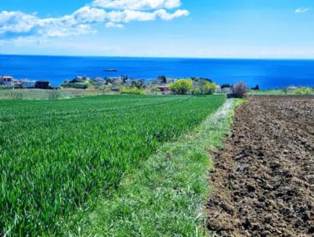 Tekirdağ Barbarosta Acil Satılık Lüxs Proje Uygula Full Deniz Ve Doğa Manzarasıyla Harika Koopretif Site Yap. Yüksek Kazanç Garantisi