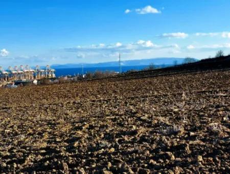 Tekirdağ Süleymanpaşa Barbaros Asyaport Limanına Çok Yakın  Konut İmarlı 17.500 M2 Satılık Tarla